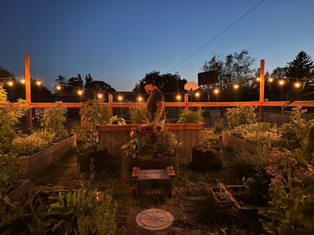 man standing in the garden full of raised beds and lit strung garden lights at twilight planet Venus in the background