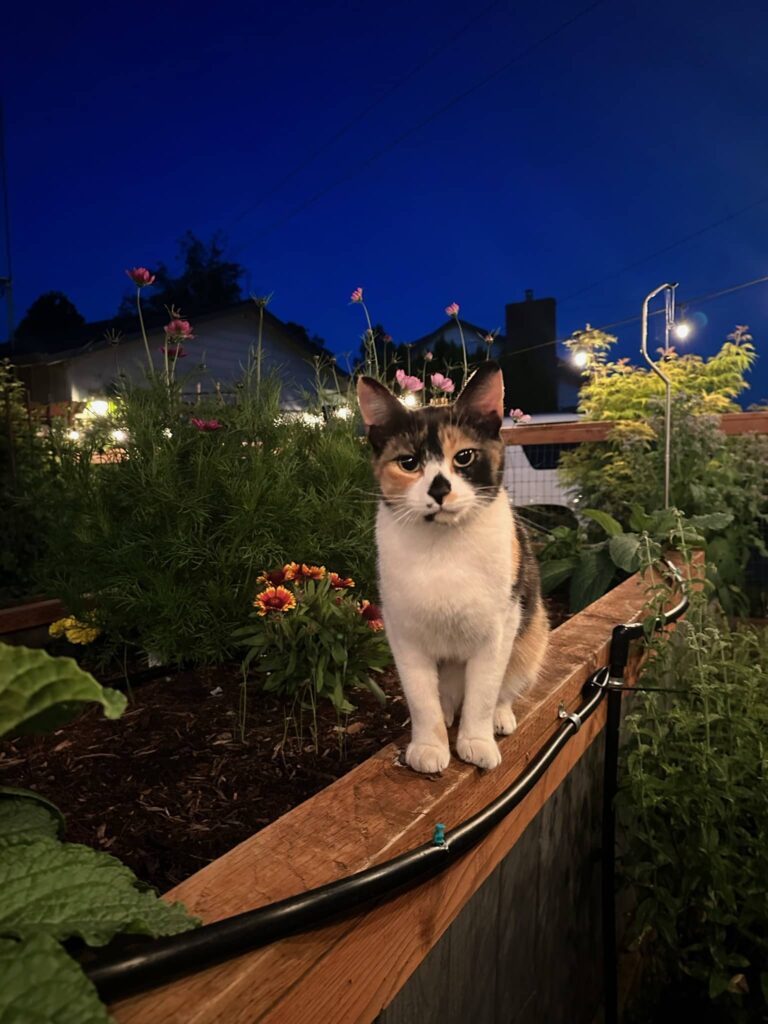 kitty walking along raised garden bed and strung garden lights in the garden during summer twilight