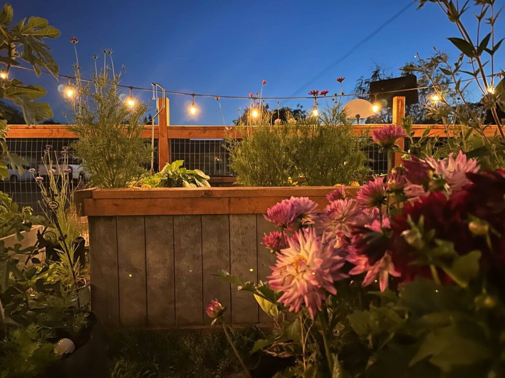 red dahlias and pink and white dahlias and cosmos in raised composite bed with strung garden lights at twilight