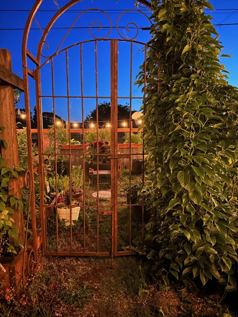 kiwi vines climbing vintage metal arbor with garden and strung lights in the background at twilight