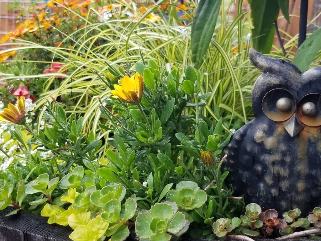 early blooming yellow daisies with metal garden owl and succulents