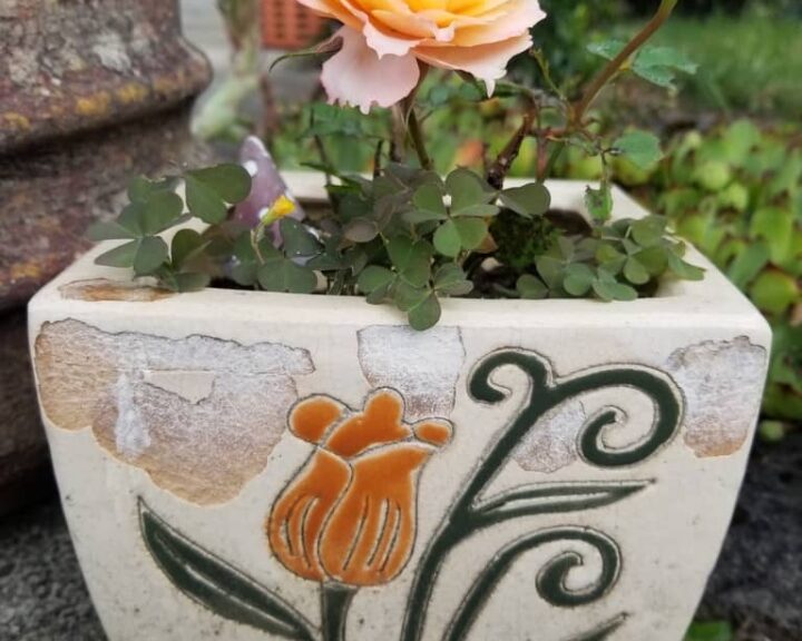 Mini pink and yellow rose growing in a vintage planter with an orange glower in ceramic. Posted in Spring in the Garden 2023 on Dropping Rocks.