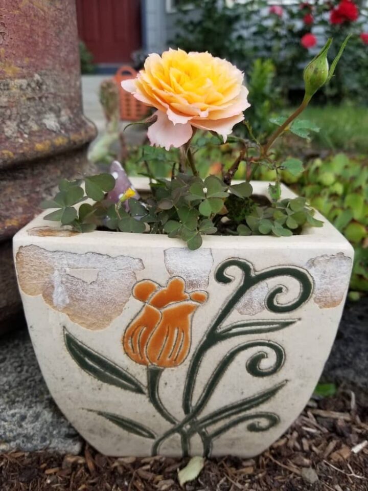 Mini pink and yellow rose growing in a vintage planter with an orange glower in ceramic. Posted in Spring in the Garden 2023 on Dropping Rocks.