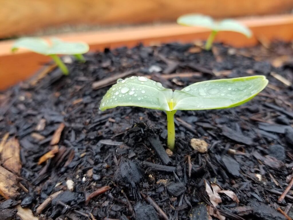 A squash seeding with raindrops on the first leaves. Posted in Spring in the Garden 2023 on Dropping Rocks.