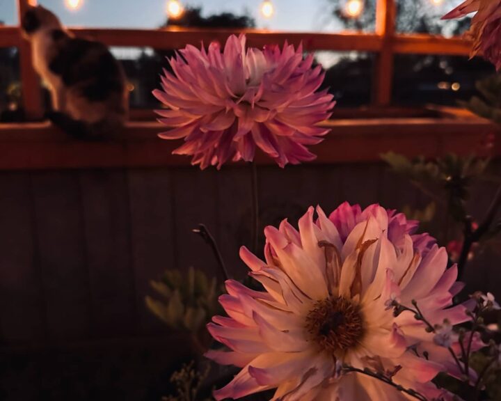 pink and white dahlias with kitty and strung garden lights in the garden