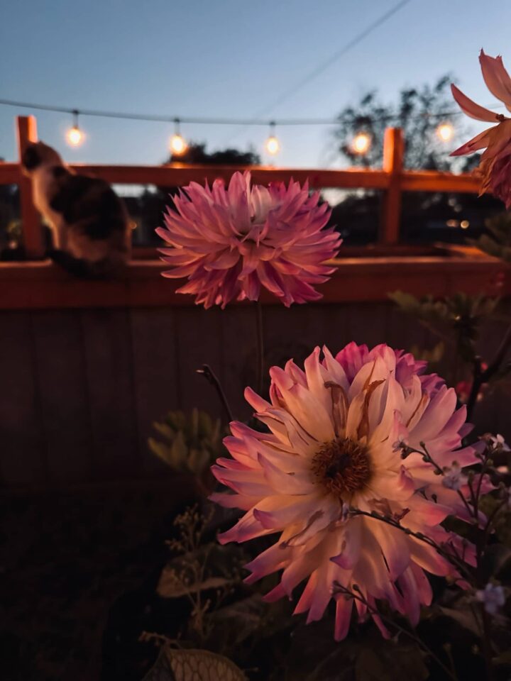 pink and white dahlias with kitty and strung garden lights in the garden