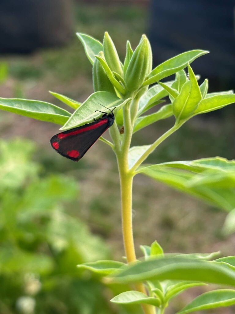 A black and red-winged Cinnabar butterfly perched on Godetia Sybil's budding plant. Posted in Spring in the Garden 2023 on Dropping Rocks.