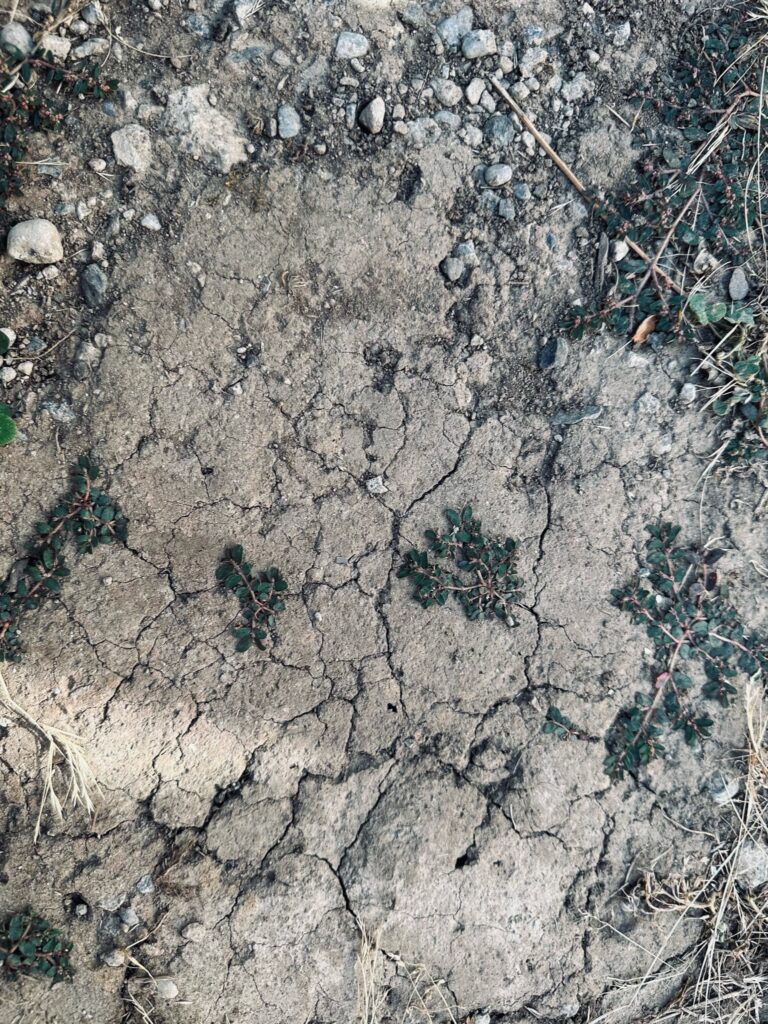 cracked dry soil with small stones and drought tolerant plants