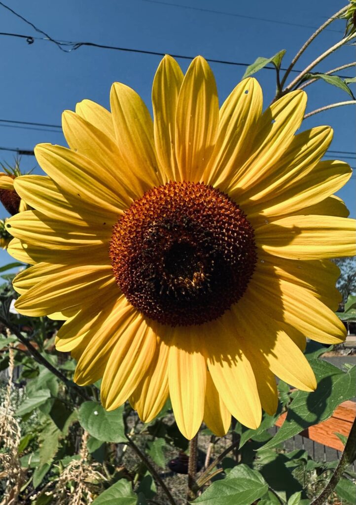 Yellow sunflower in Sue Evergreen's garden