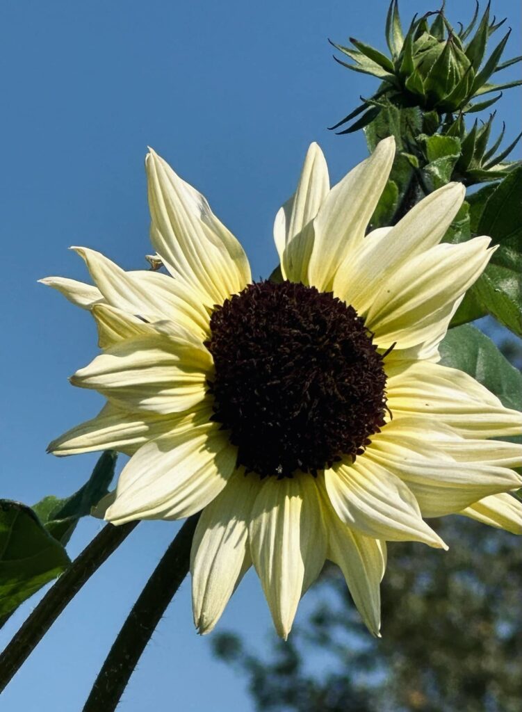 Bright Yellow sunflower in Sue Evergreen's garden