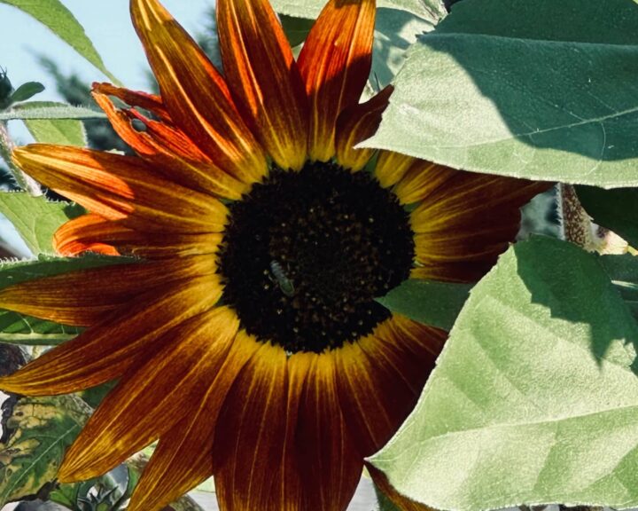 Red, yellow, and orange sunflower with a bee in Sue Evergreen's garden