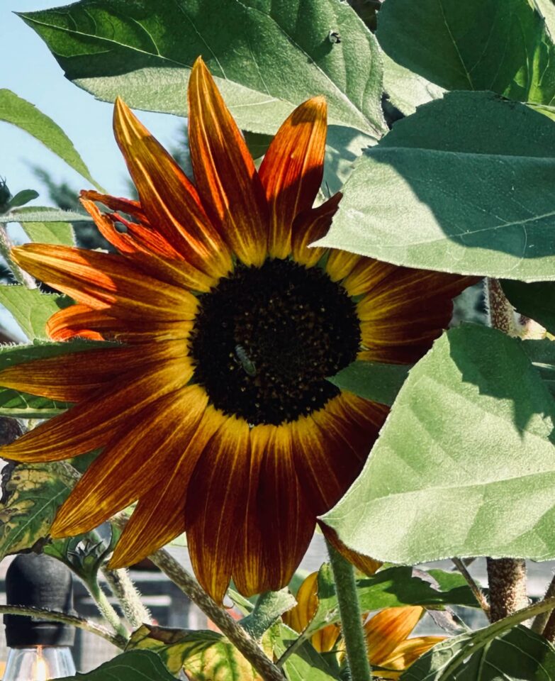 Red, yellow, and orange sunflower with a bee in Sue Evergreen's garden