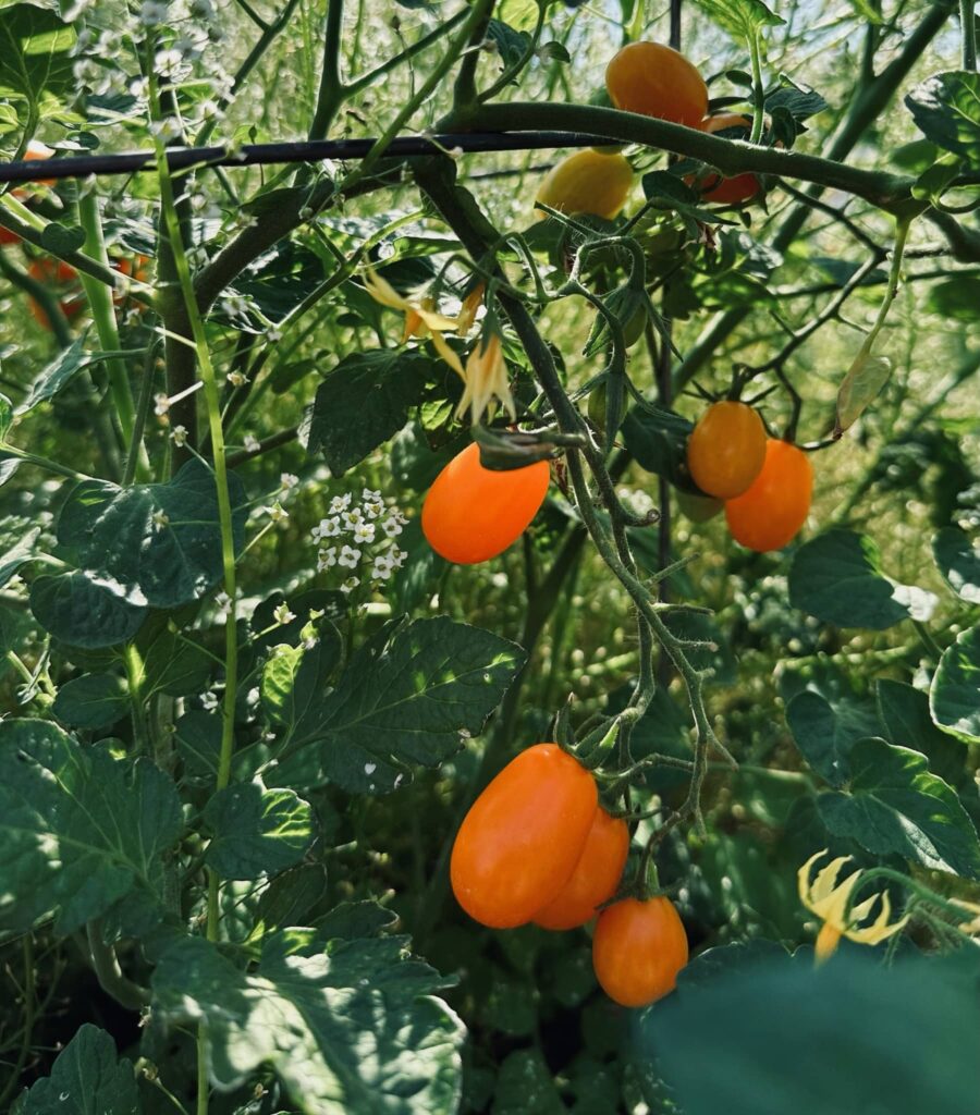 Ripe, orange tomatoes in Sue Evergreen's garden