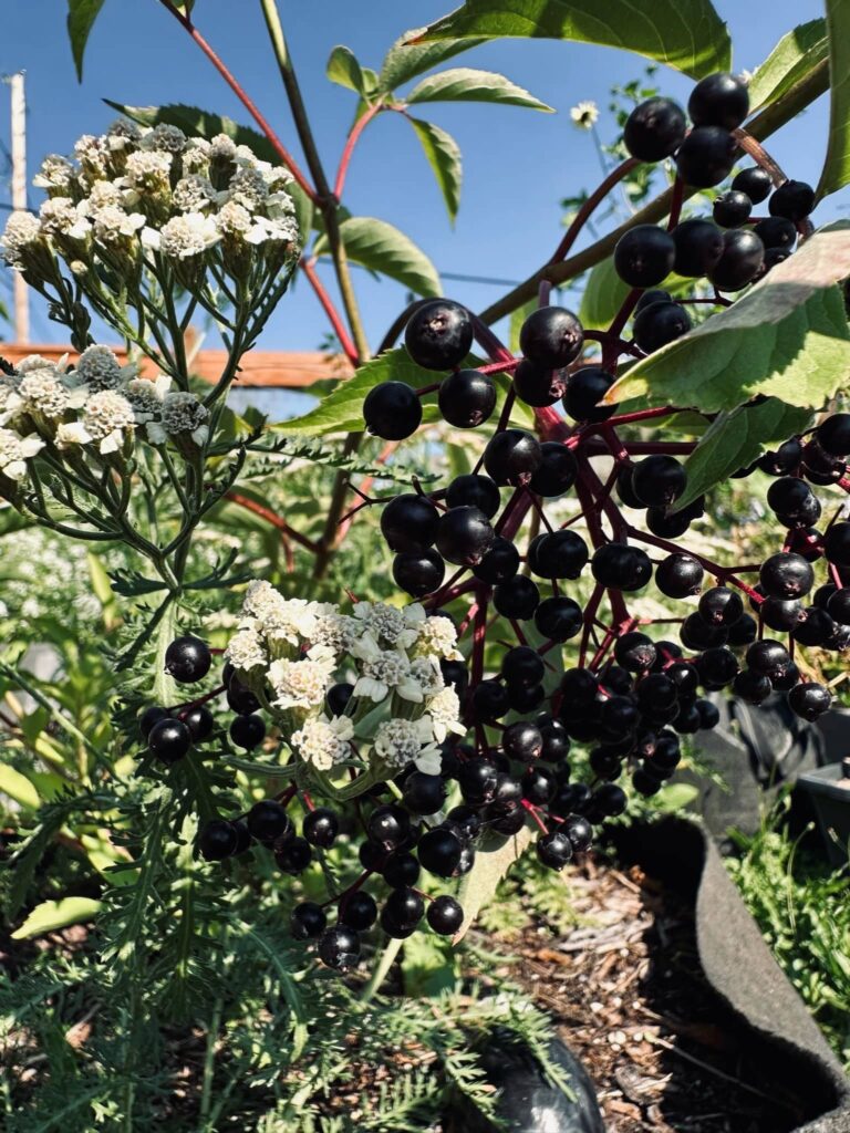 Ripe, dark purple elderberries with white yarrow flowers in Sue Evergreen's garden