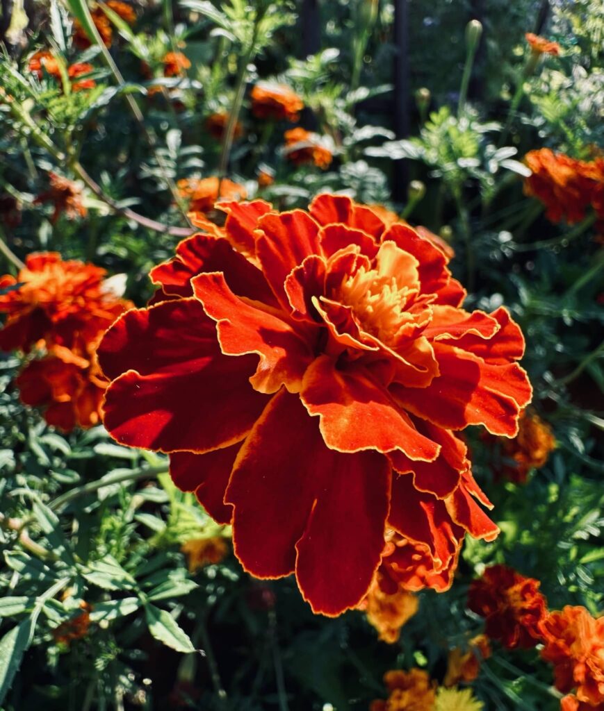 Orange-red marigold in Sue Evergreen's garden