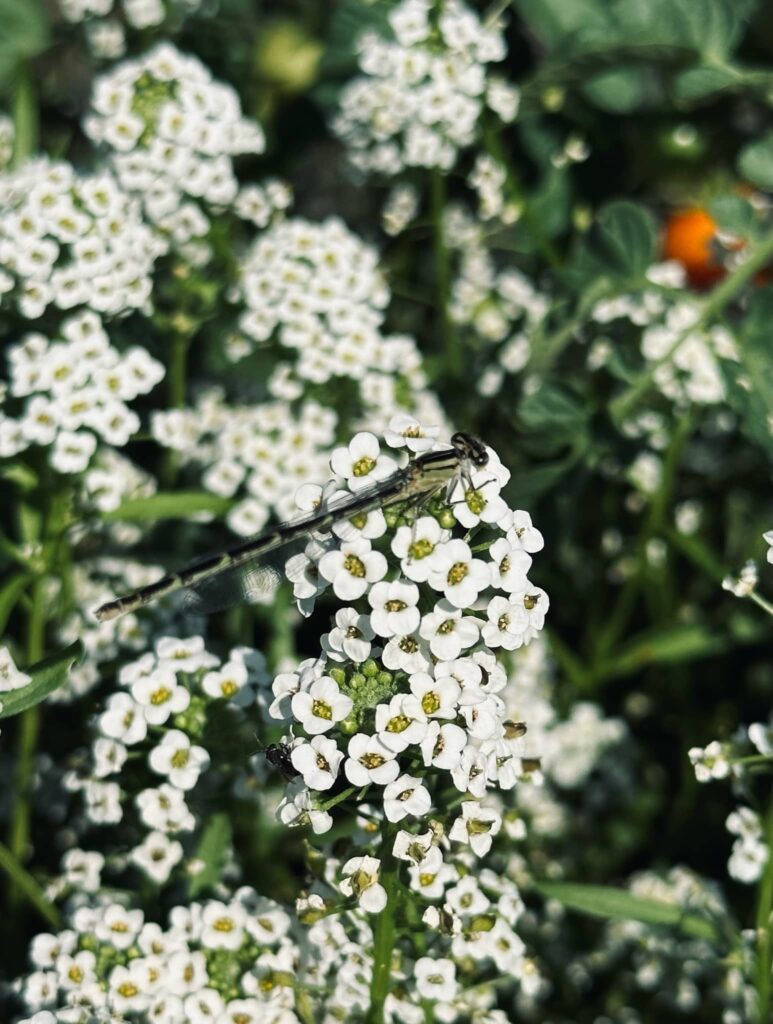 Dragonfly posing on white alyssum in Sue Evergreen's garden