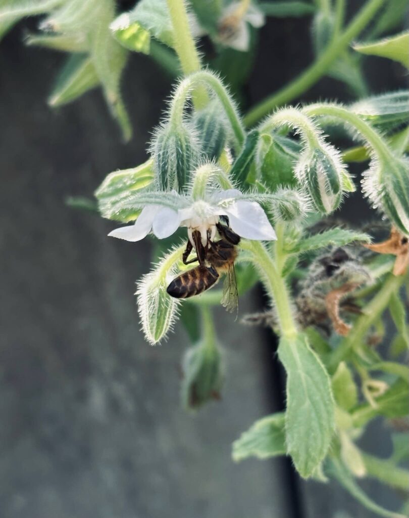 A honeybee on a white borage flower in Sue Evergreen's garden