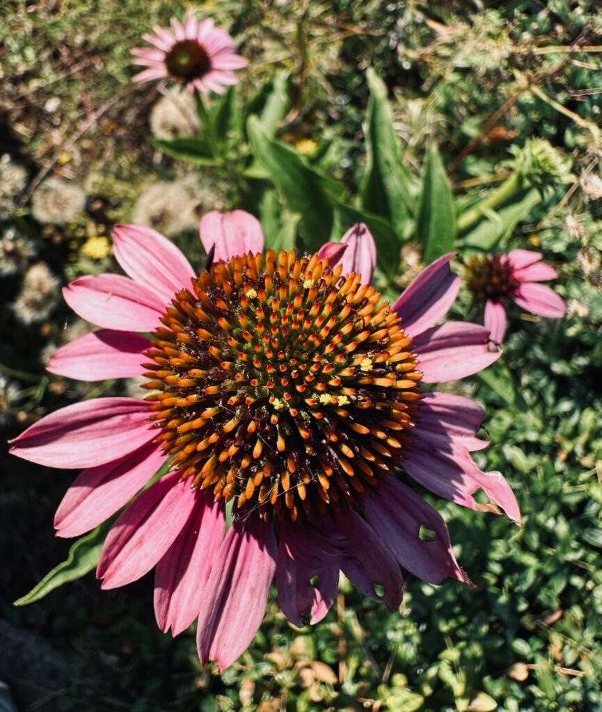 Pink echinacea flower in Sue Evergreen's garden