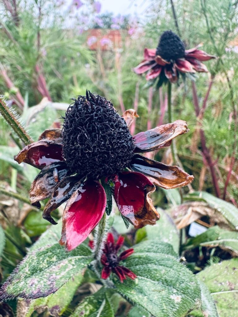 Dead black eyed susan flower in Sue Evergreen's garden