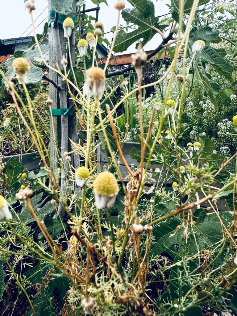 Withered, dead, white Camomile flowers in Sue Evergreen's garden