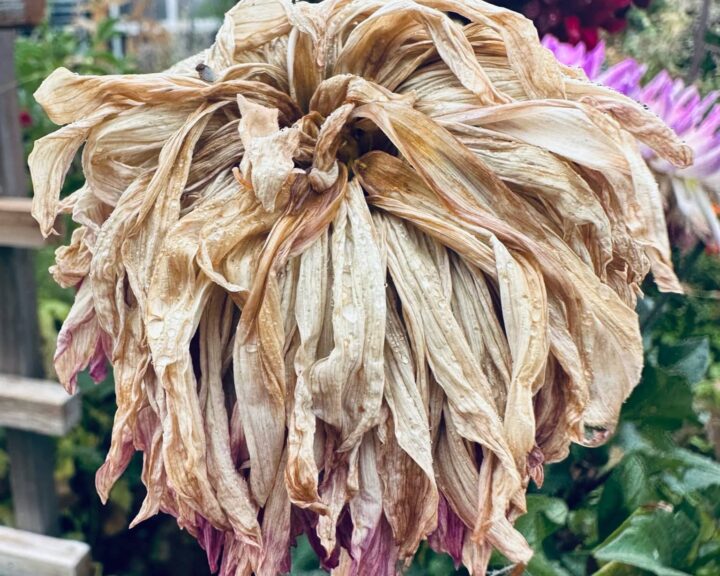 Wilted, end of season dead pink dahlia in Sue Evergreen's garden