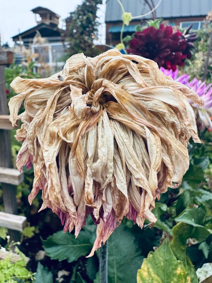 Wilted, end of season dead pink dahlia in Sue Evergreen's garden