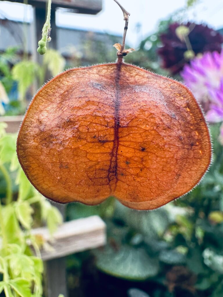 Dried out Chinese Lantern plant seed pod showing veins and internal workings of the plant