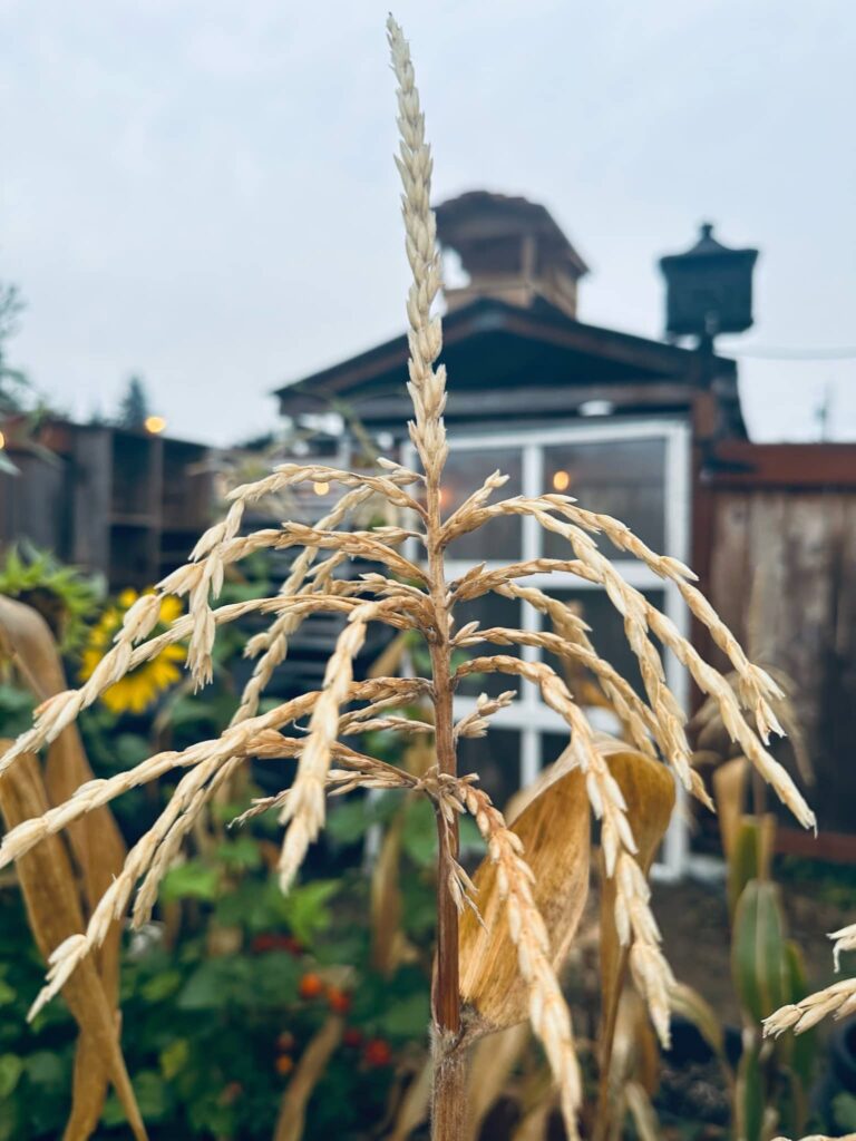 Dried out corn stalk in Sue Evergreen's garden