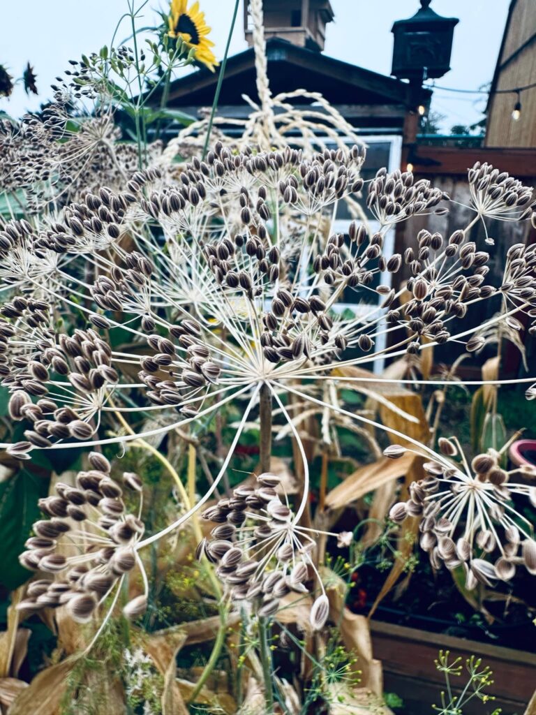 Dill flowers gone to seed in Sue Evergreen's garden