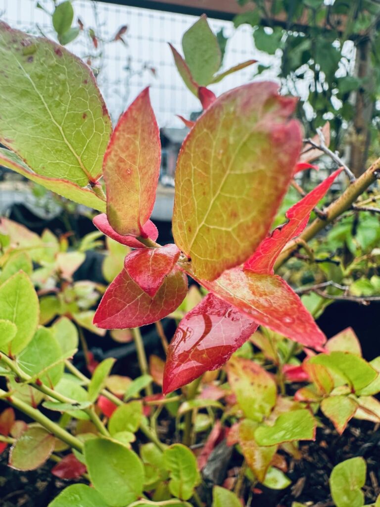 Changing blueberry leaf displaying a red to light green gradient with light green vains in Sue Evergreen's garden