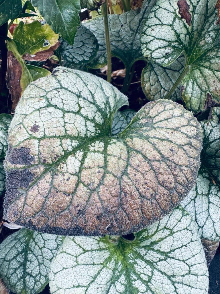 Dead leaf displaying a pink to light green gradient with deep green vains in Sue Evergreen's garden