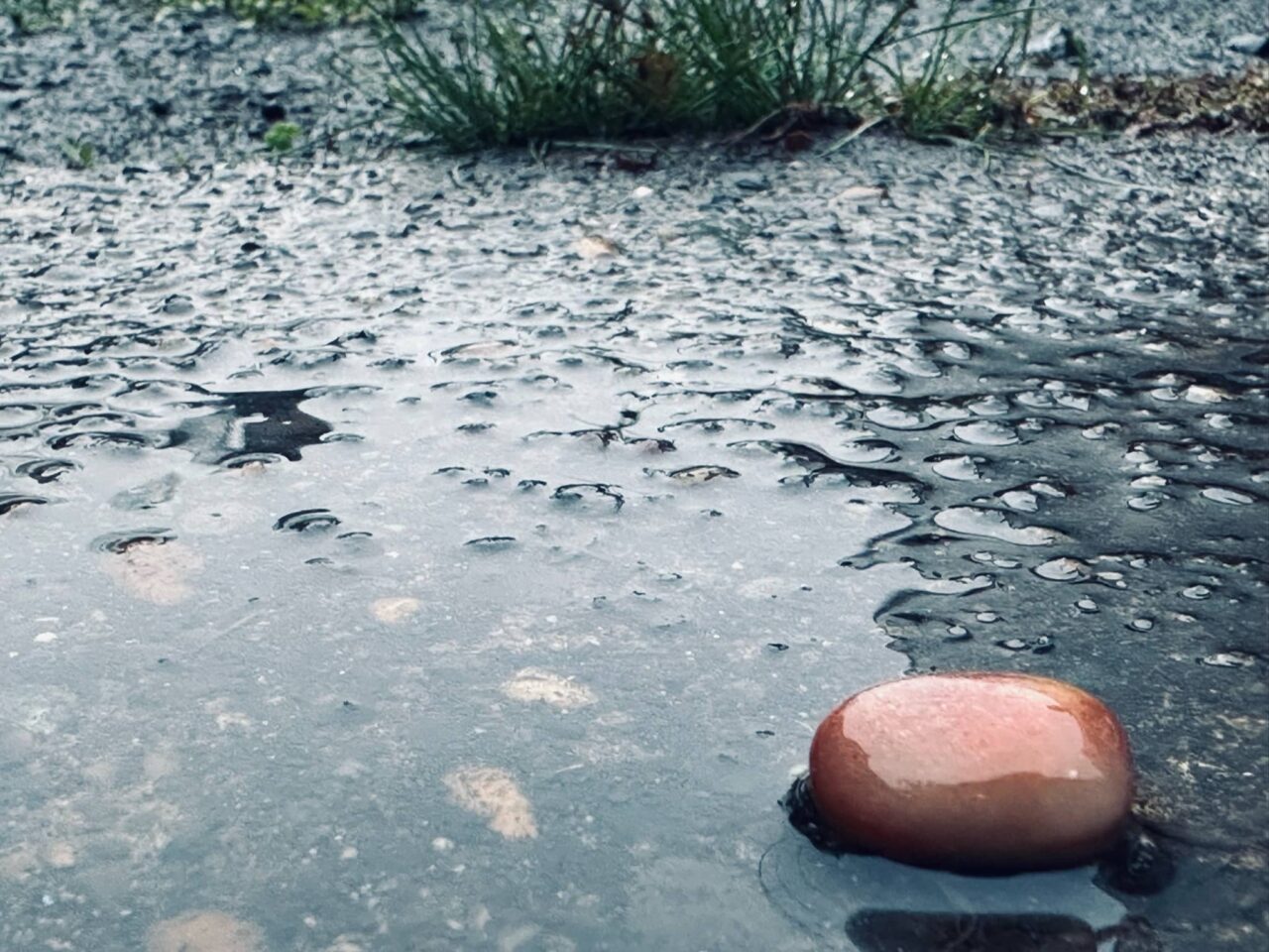 Little orange pebble in an Autumn puddle of water with grass growing out of the pavement in the background