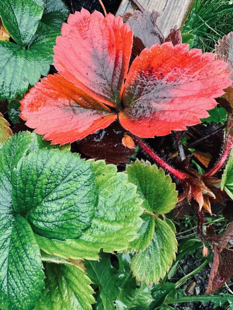 Strawberry leaves in green and red.