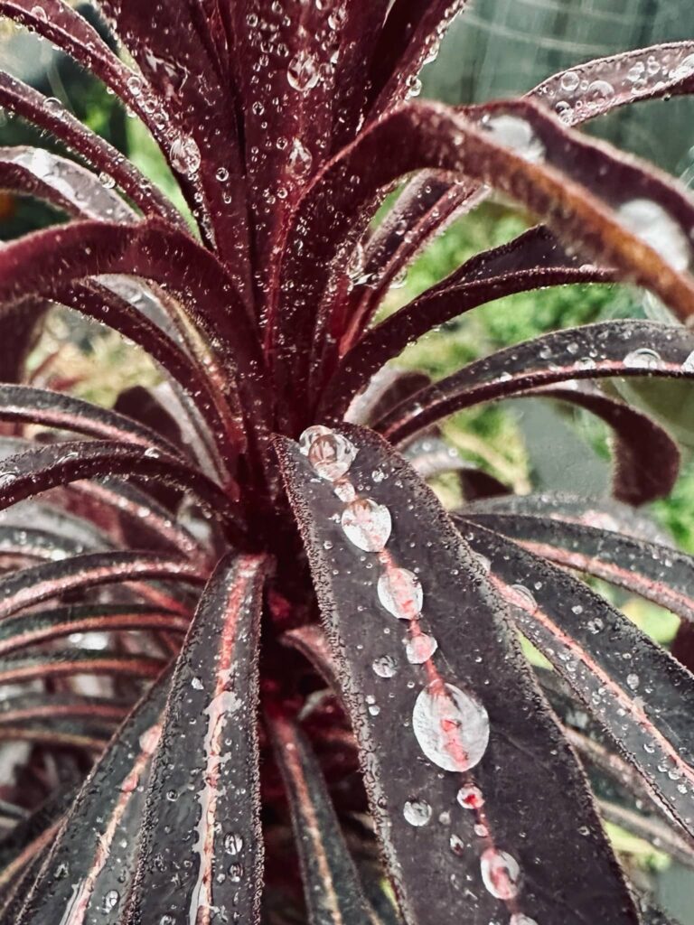 Raindrops suspended on red leaves.