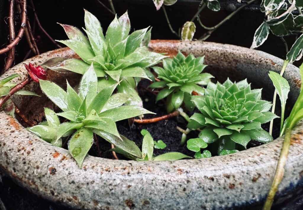 Succulents in a ceramic pot.