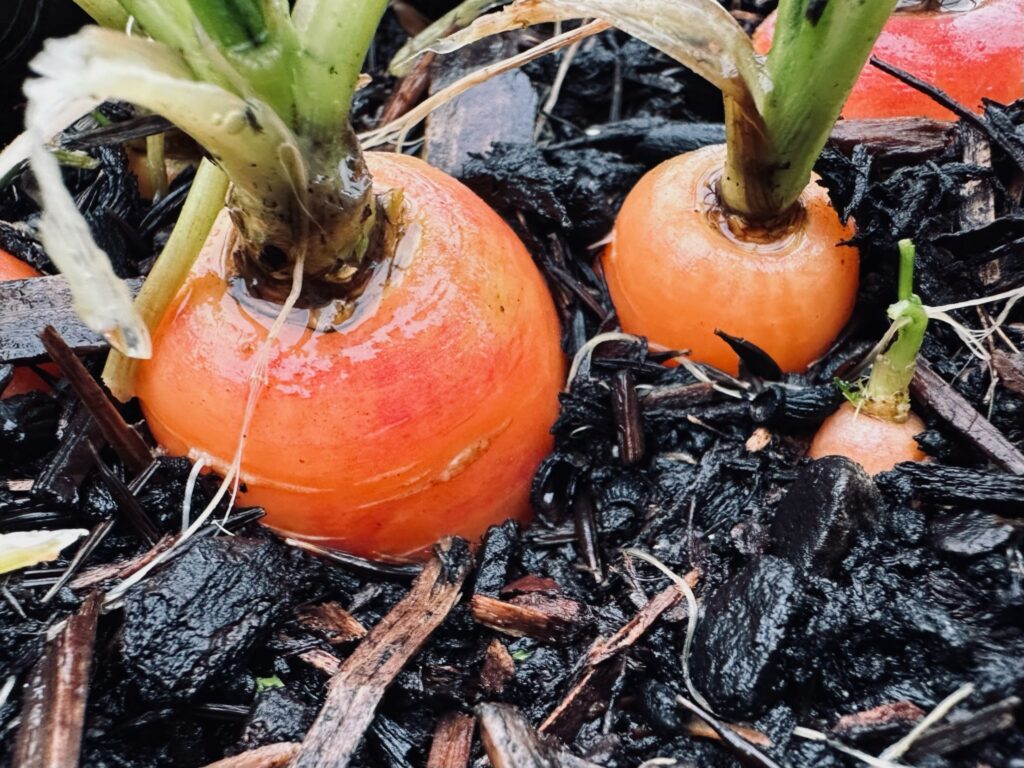 Two orange carrots popping out of the soil.