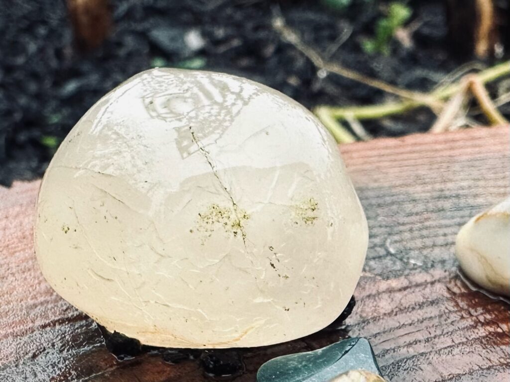 Agate with tall plants reflecting in pooling water.