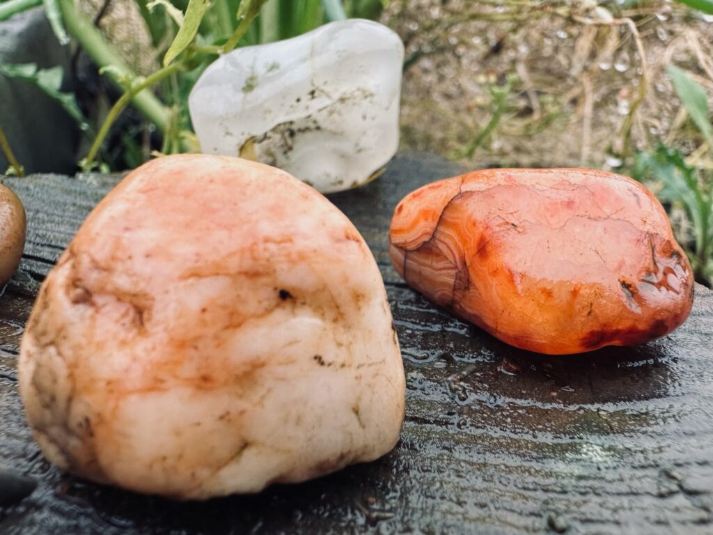 Three tiny wet stones, including agates, in Sue Evergreen's garden.