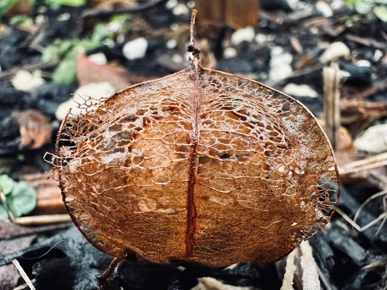 Decomposing lantern plant seed pod revealing seeds to start in the Spring in Sue Evergreen's garden. Garden in January, posted by Sue Evergreen. Garden in January, posted by Sue Evergreen.