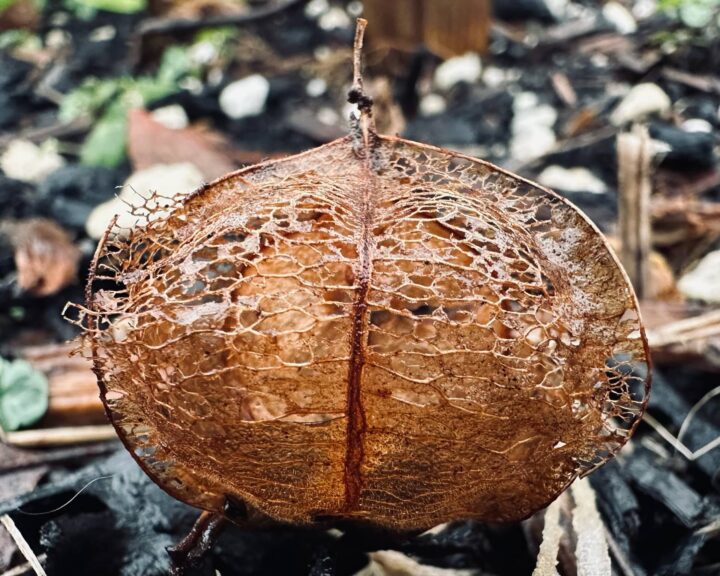 Decomposing lantern plant seed pod revealing seeds to start in the Spring in Sue Evergreen's garden. Garden in January, posted by Sue Evergreen. Garden in January, posted by Sue Evergreen.