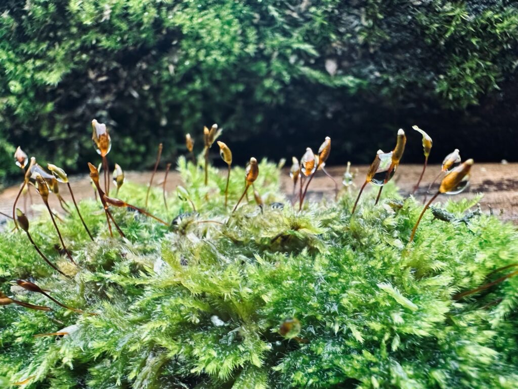 Healthy, green moss on a log with raindrops stuck in Sue Evergreen's yard.