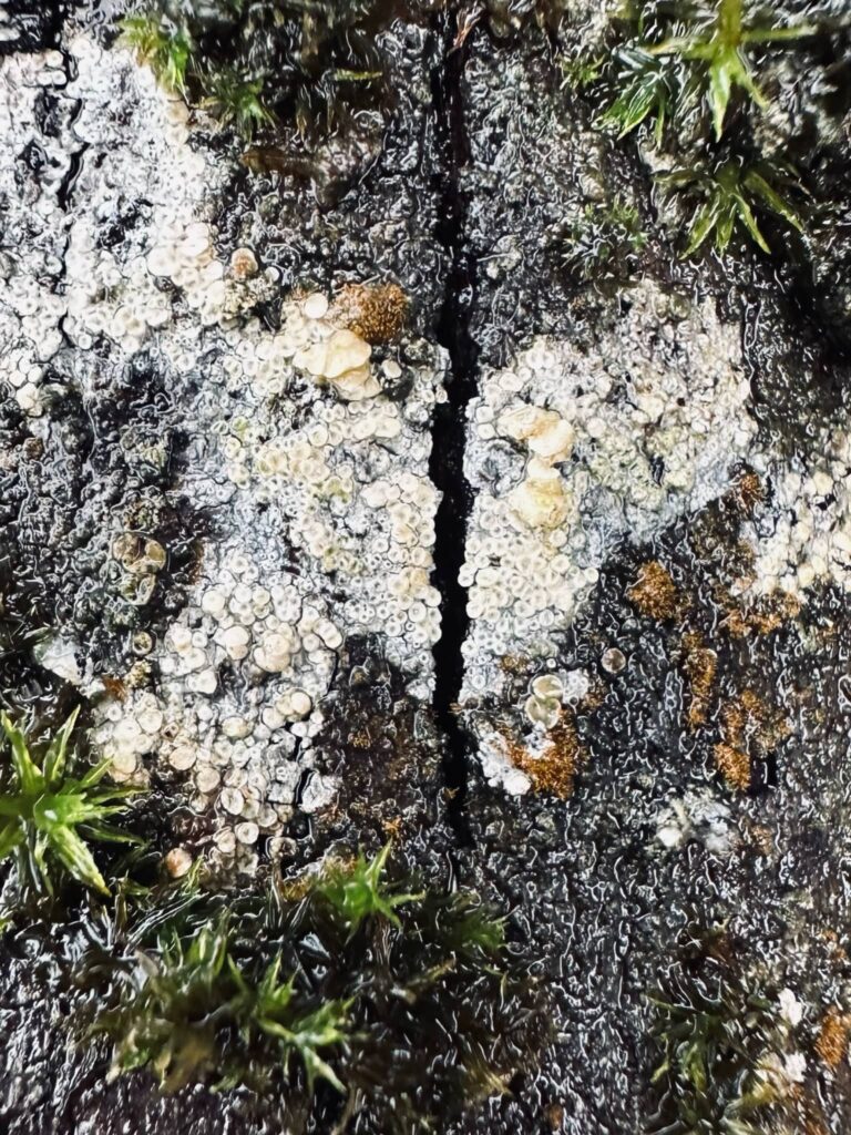 Moss and white fungus growing on a log