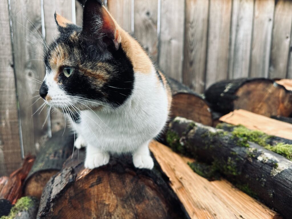 Kitty on the wood pile. Garden in January, posted by Sue Evergreen.