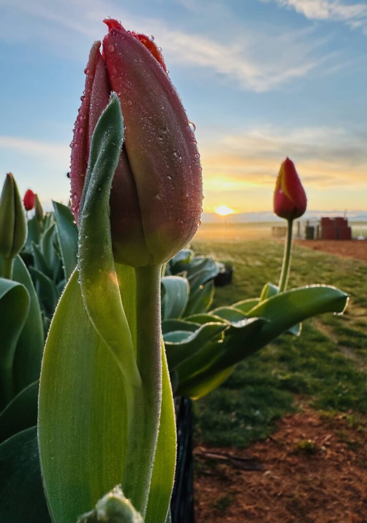 A pink tulip with the sun rising in the background at the Tulip Fest Half Marathon by Sue Evergreen.