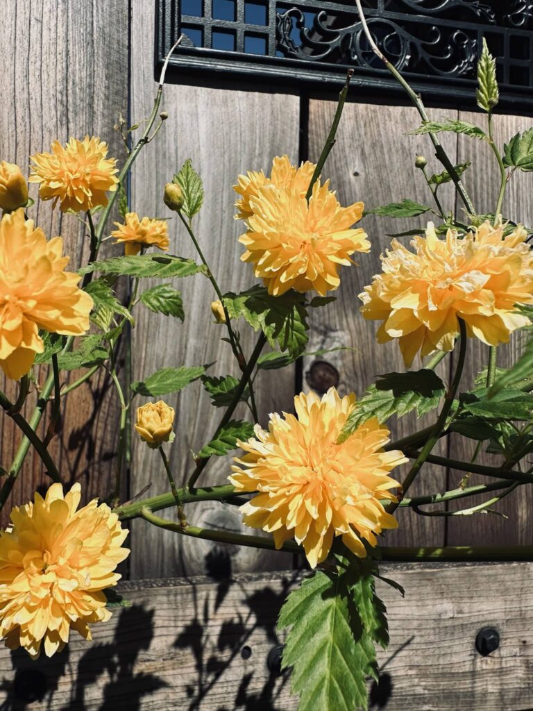 Yellow flowers in front of the garden gate to Sue Evergreen's garden. Spring in the Garden, posted by Sue Evergreen.