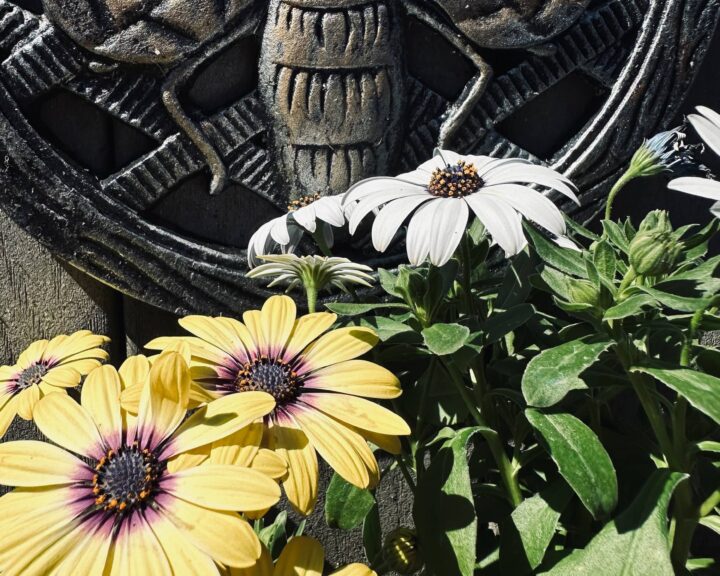 Yellow and White Daisies with a metal honeybee medallion in the background in Sue Evergreen's garden. Spring in the Garden, posted by Sue Evergreen.