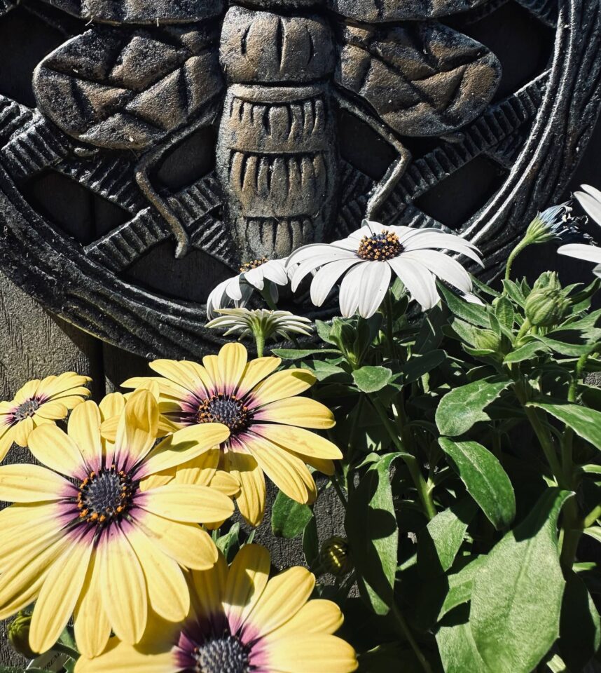 Yellow and White Daisies with a metal honeybee medallion in the background in Sue Evergreen's garden. Spring in the Garden, posted by Sue Evergreen.