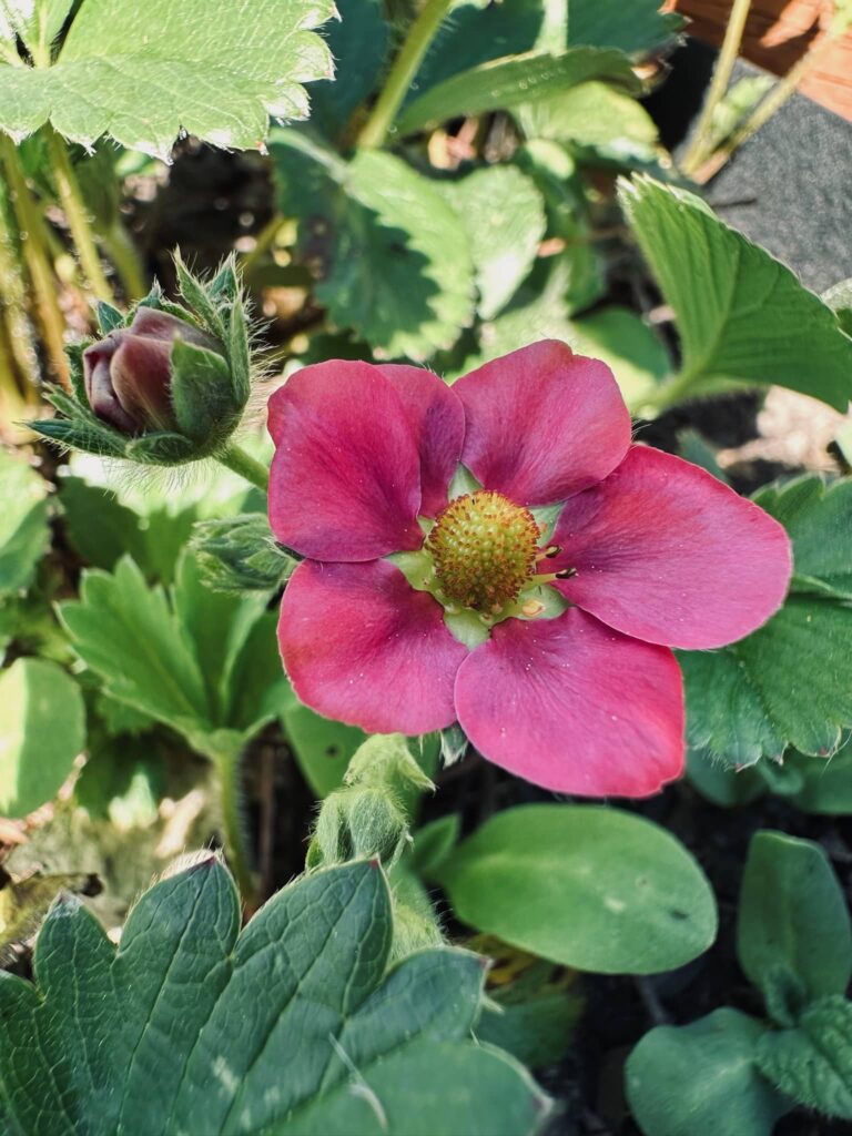 Pink flower on a strawberry plant in Sue Evergreen's garden. Spring in the Garden, posted by Sue Evergreen.