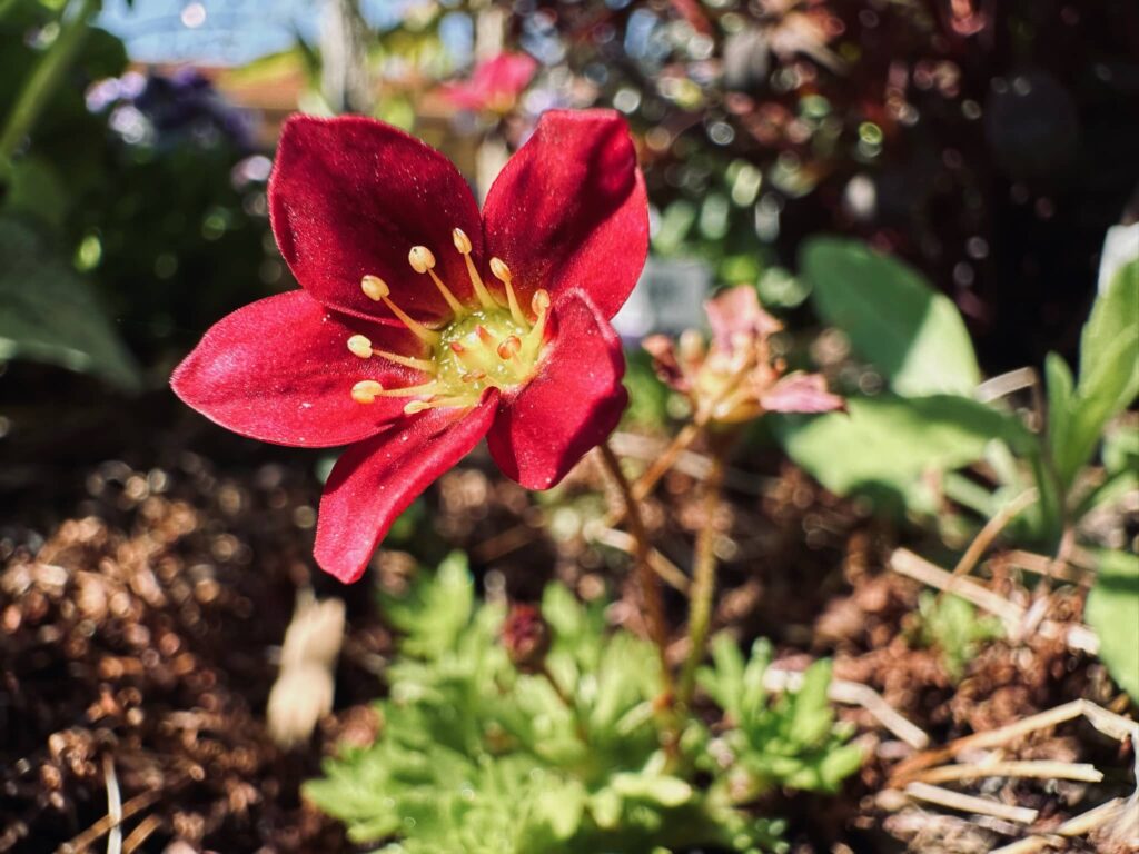 Tiny red flower in Sue Evergreen's garden. Spring in the Garden, posted by Sue Evergreen.