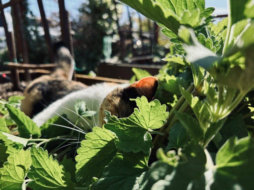 Kitty is rolling in the catnip growing in Sue Evergreen's garden. Spring in the Garden, posted by Sue Evergreen.